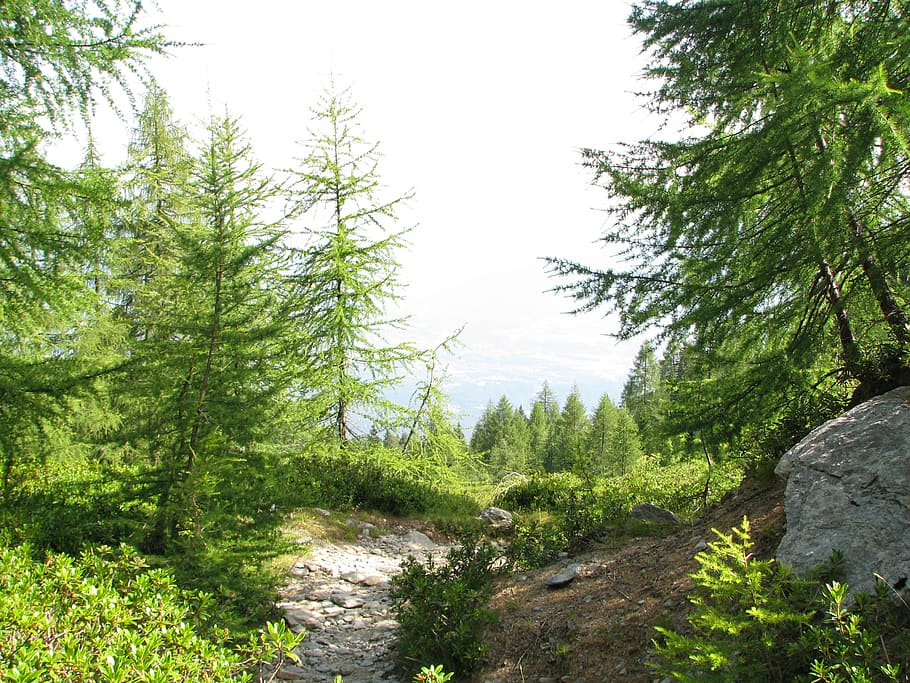 forest path, mountain path, migratory path, larch forest, plant HD wallpaper