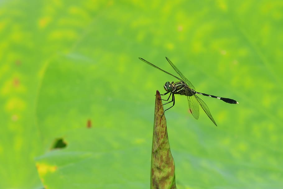 insect, dragonfly, lotus, leaf, animal themes, animal wildlife, HD wallpaper
