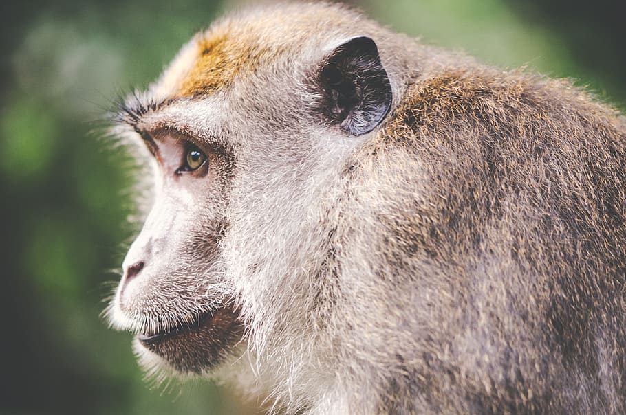 monkey, animal, face, portrait, side, head, nature, wildlife HD wallpaper