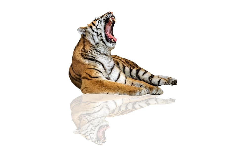 brown and white tiger illustration, tiger of bengal, animal, feline, HD wallpaper