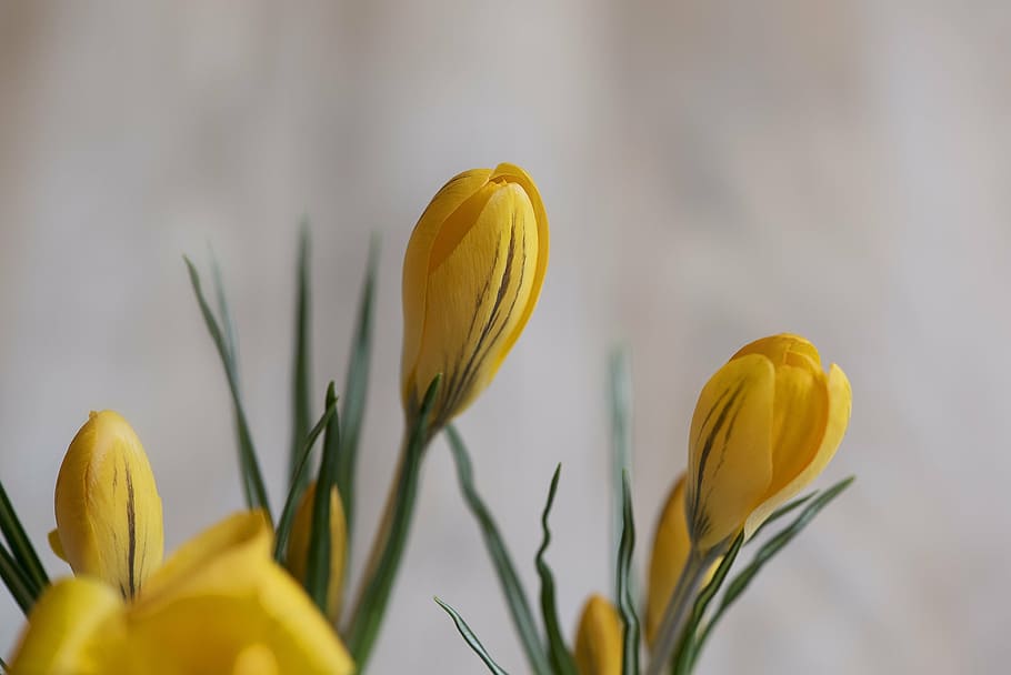 crocus, yellow, yellow crocus, flower, closed flower, spring flower HD wallpaper
