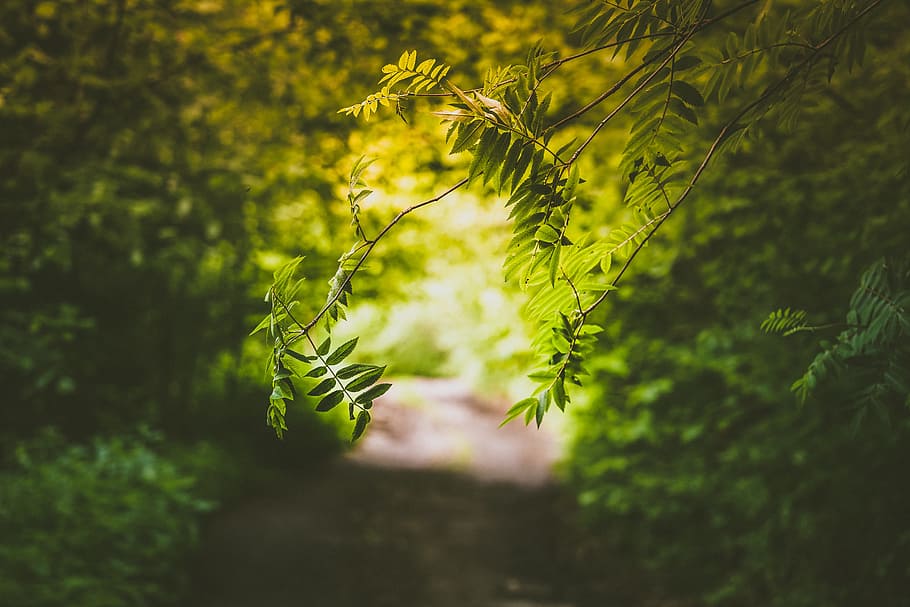 green leaf plant, green tree, Stay the Course, nature, green Color HD wallpaper