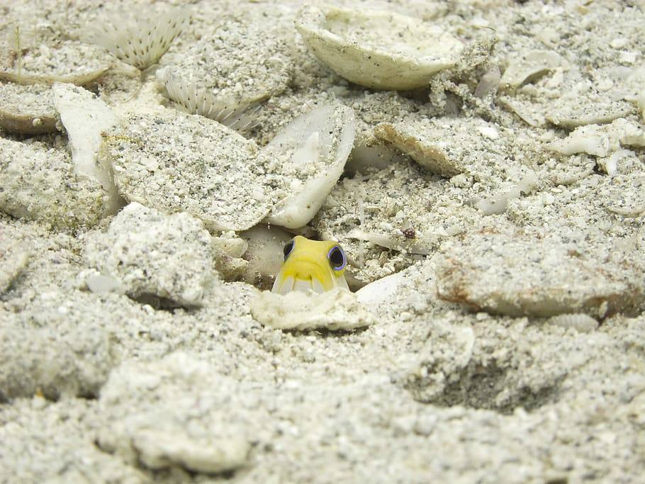 yellow and white frog on sand, yellow and white fish, shells HD wallpaper