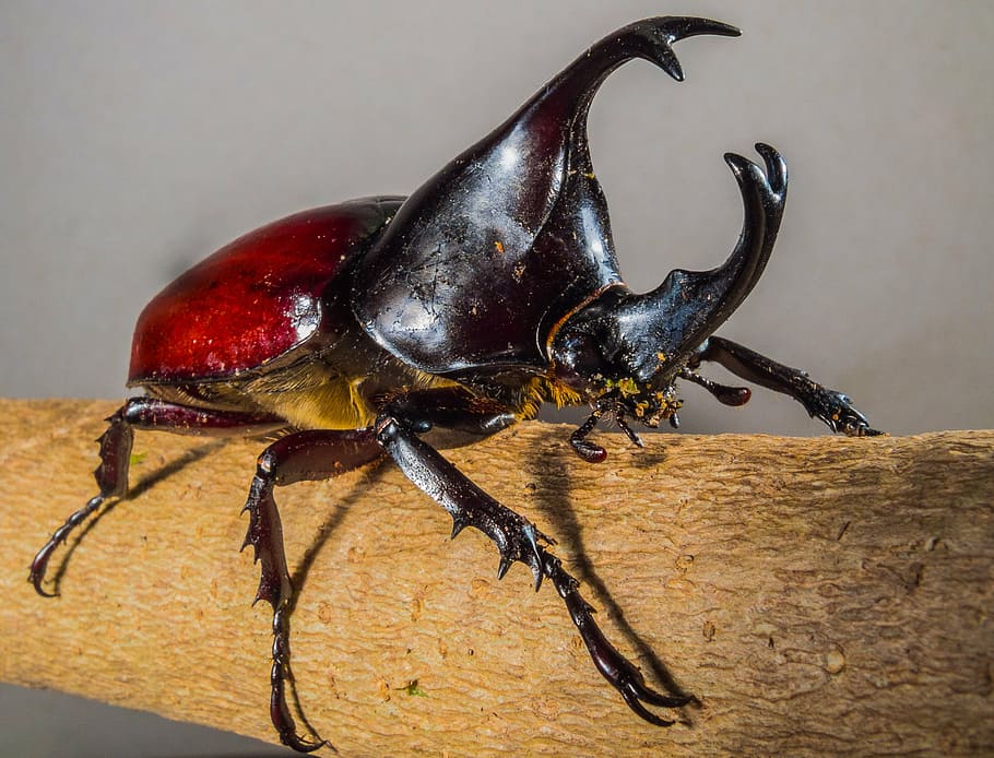 tropical beetles, rhinoceros beetle, riesenkaefer, insect, close-up, HD wallpaper