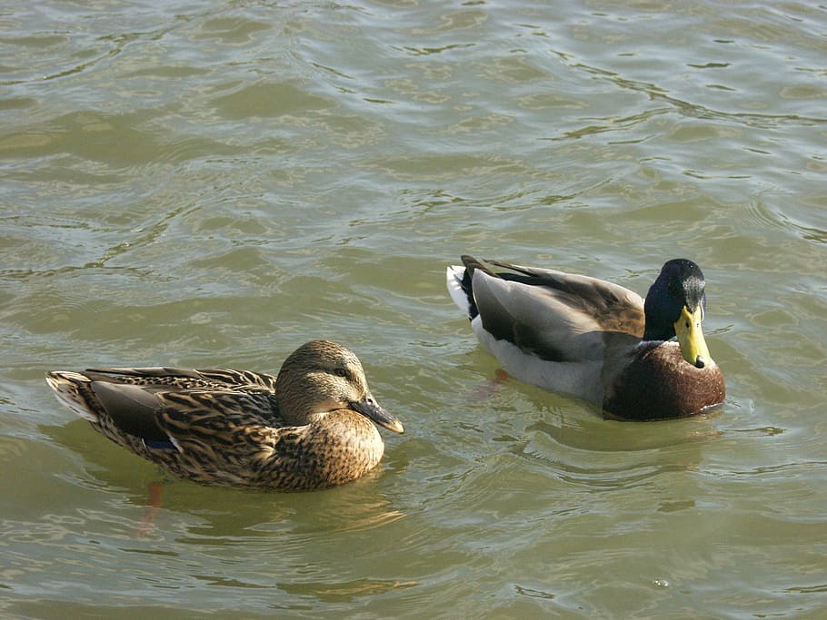 ducks, wild, river, wisla, poland, water, wild birds, nature HD wallpaper