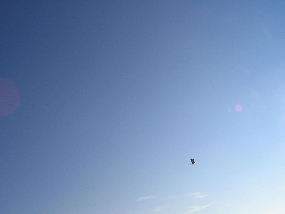 sky, blue, view, clouds, bird, vertebrate, flying, animal themes HD wallpaper