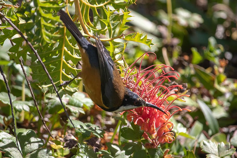 bird, nature, flora, leaf, flower, tree, spring, animal, animal themes HD wallpaper