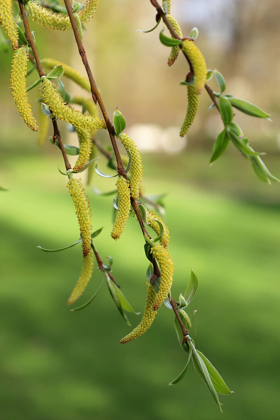 birch, kidney, spring, tree, bud, stroll, green, plant, flora HD wallpaper