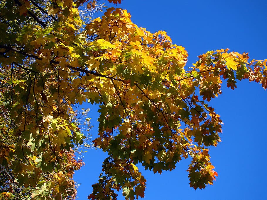 autumn, tree, sky, blue sky, clean, freshness, leaves, branch HD wallpaper