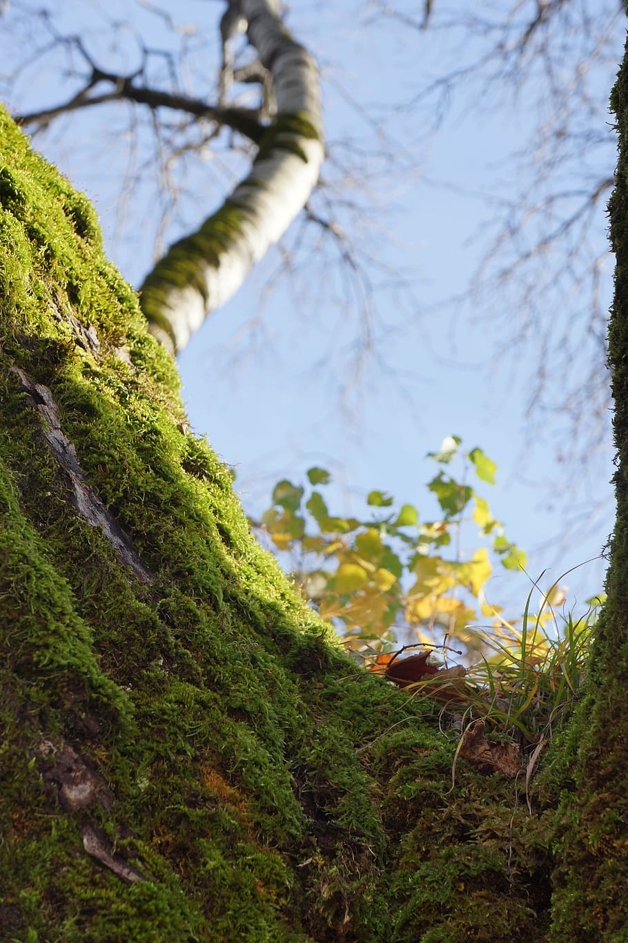 tree, moss, blue sky, nature, forest, green, outdoor, wood HD wallpaper