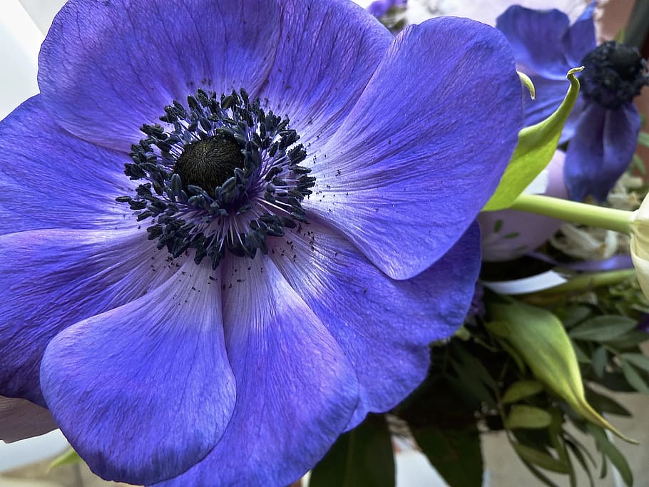anemone, blue, bright, blossom, bloom, flowers, splash of color HD wallpaper