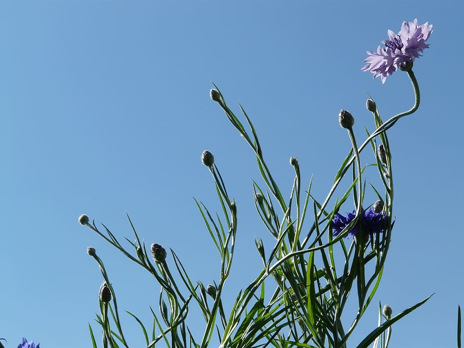 cornflower, blue, pink, light pink, blossom, bloom, leaves HD wallpaper