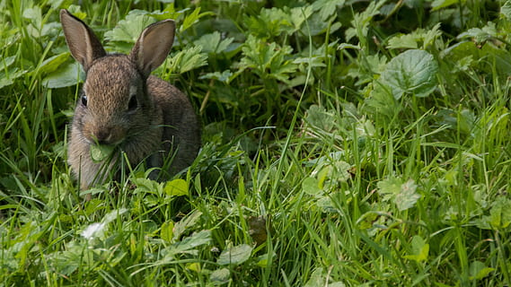 brown rabbit on green grass, Meadow, Park, Casting, City, nature HD wallpaper