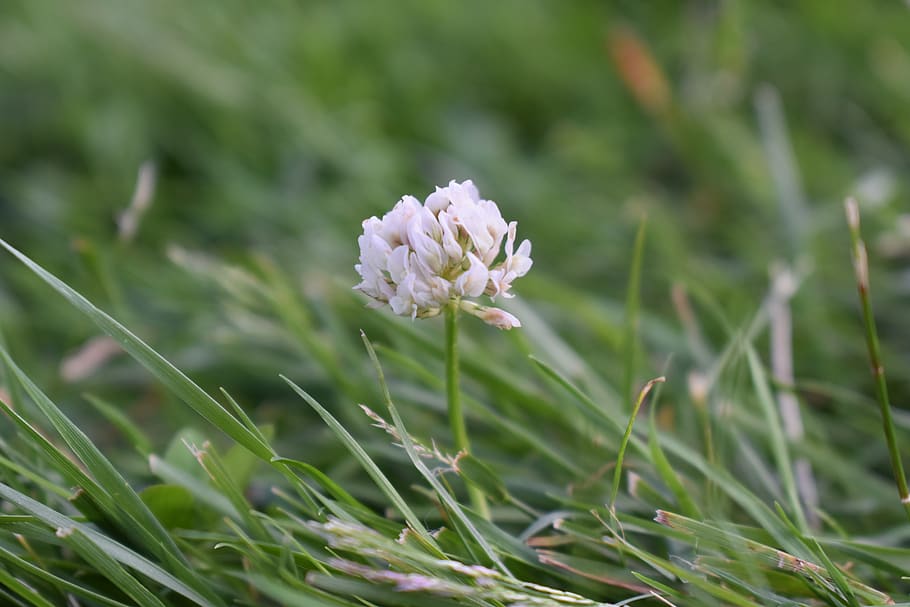 flower, clover, grass, nature, plant, growth, beauty in nature HD wallpaper