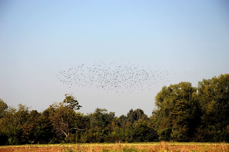 swallows, migration, flock, bird, plant, tree, sky, animal themes HD wallpaper