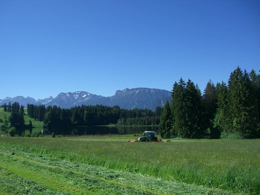 meadow, mow, grass, green, section, hay, kögel pond, mountain panorama HD wallpaper