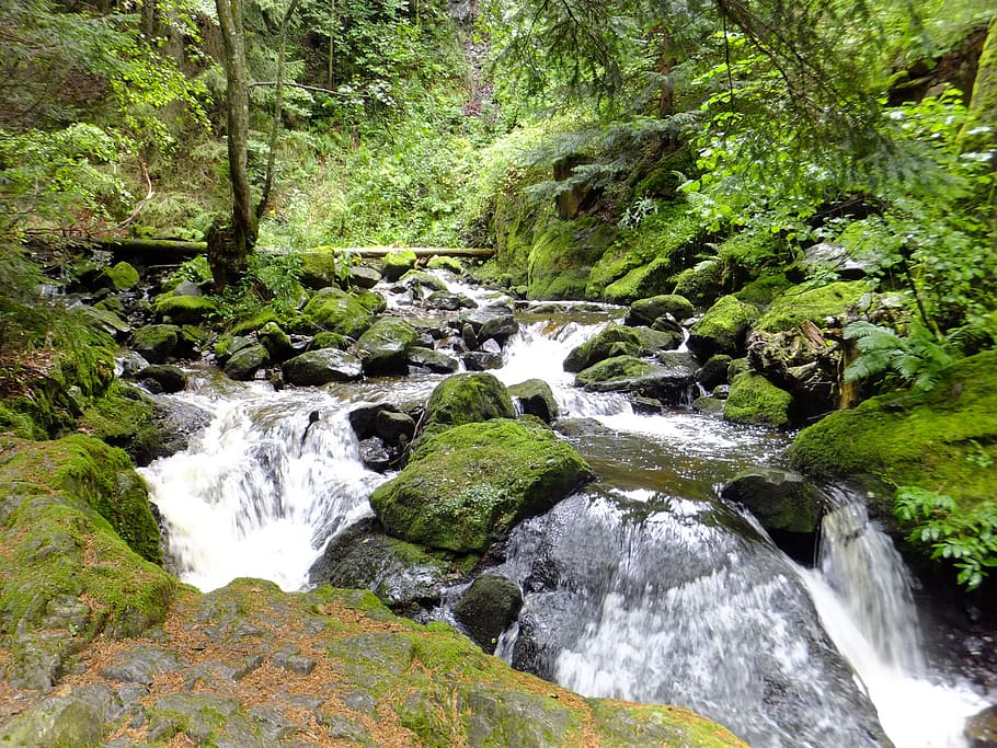 Black Forest, Bach, Moss, clammy, waterfall, nature, flowing water HD wallpaper