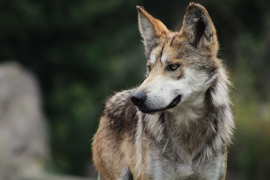 gray wolf on focus photo during daytim, animal, dog, zoo, wild animals, HD wallpaper