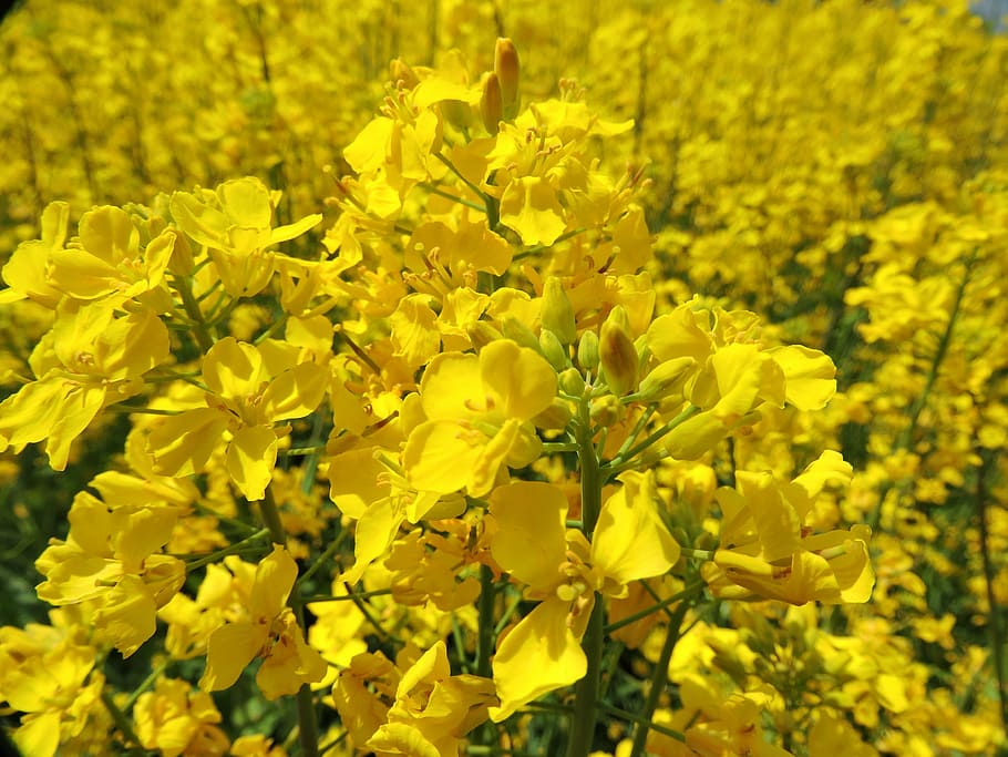 natural, spring, rape blossoms, yellow, flower, flowering plant HD wallpaper