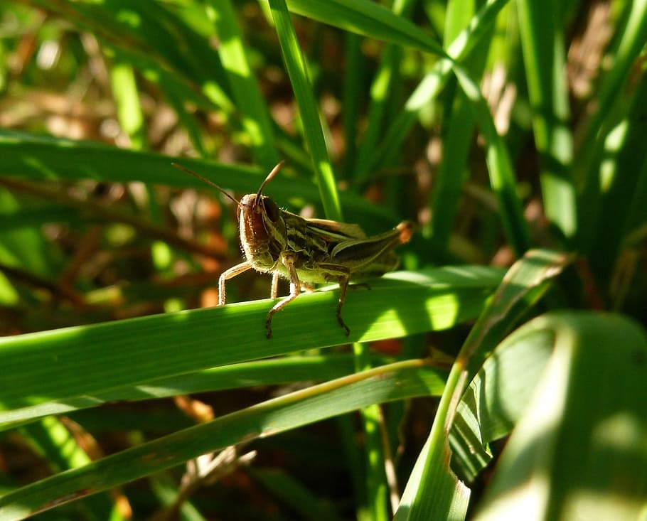 Grasshopper, Macro, Insect, green, arthropod, one animal, animals in the wild HD wallpaper