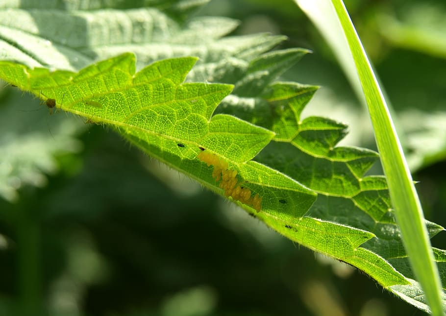 ladybird eggs, ladybug, egg laying, plant part, leaf, green color HD wallpaper