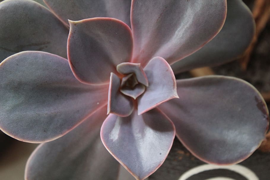 succulent, nature, mexico, flower, plant, flowering plant, beauty in nature HD wallpaper
