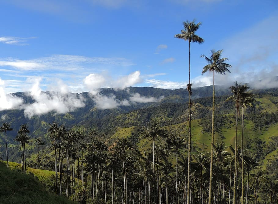 landscape, mountains, palm wax, tolima, plant, tree, palm tree HD wallpaper