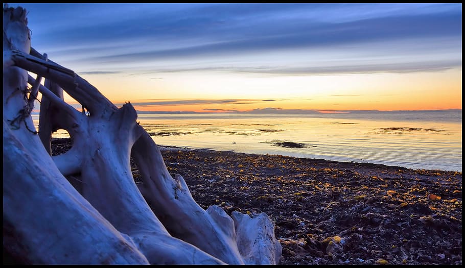 tree trunk on beach during sunrise, water, ocean, sand, sunset HD wallpaper