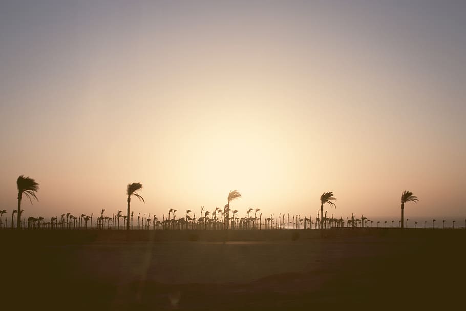 palm trees, beach, wind, windy, sunset, evening, morning, sky HD wallpaper