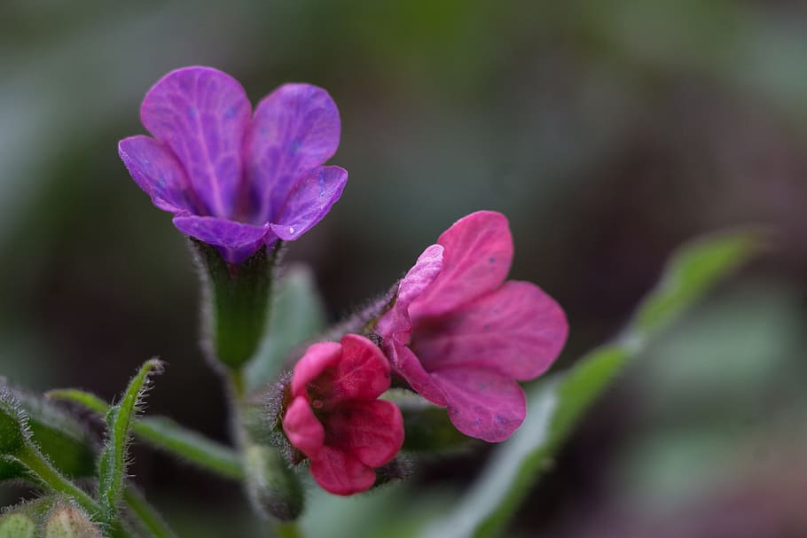 Pulmonaria Officinalis Moth, pulmonaria obscura, spring, pink flower, HD wallpaper
