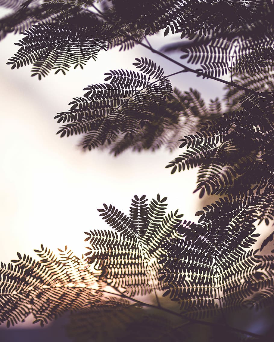 green leaf closeup photography, green plant, tree, branch, black HD wallpaper