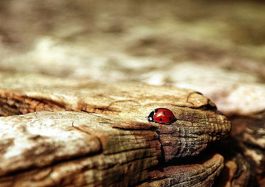 black and red Lady Bug on brown wood, ladybug, nature, beetle HD wallpaper