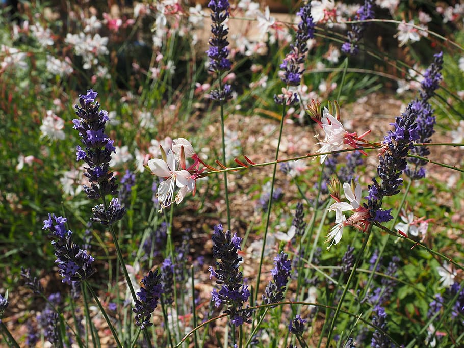 flowers, plant, blue, lavender, white, glory candle, gaura lindheimeri