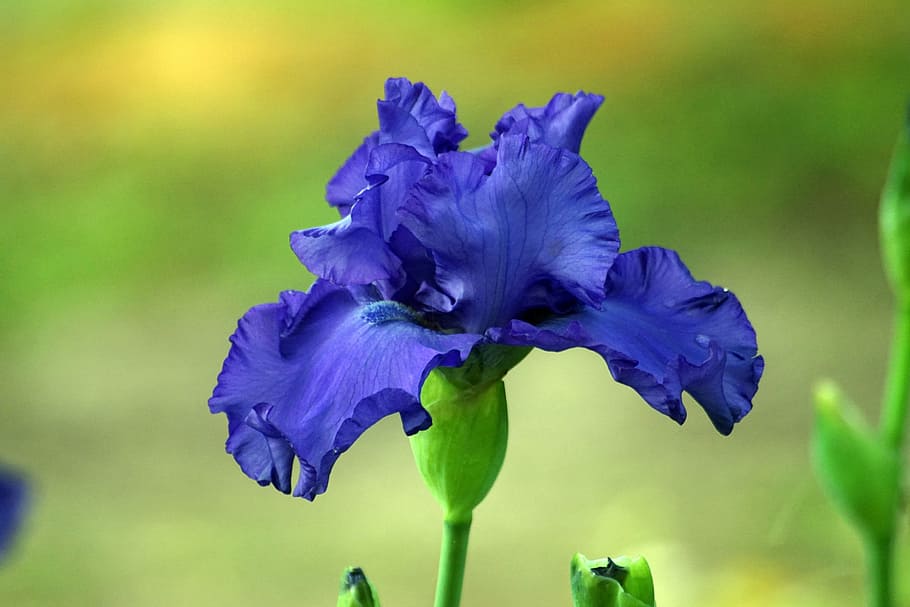 Iris, Flower, Bloom, Nature, Plant, garden, spring, flora, blossom HD wallpaper