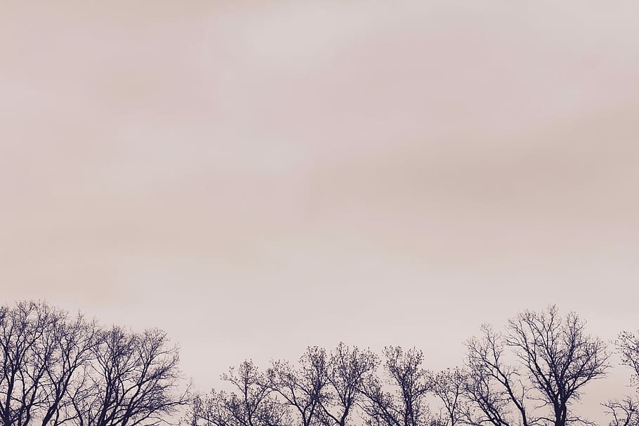 tree under white sky, minimalist, minimalism, cloud, copy space HD wallpaper