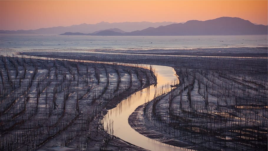 seaweed, fields, cultivation, sunset, dusk, river, water, sky HD wallpaper