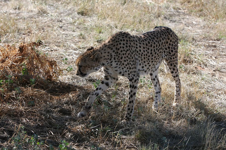 Cheetah, Namibia, Wild, Nature, Africa, wild animals, safari HD wallpaper