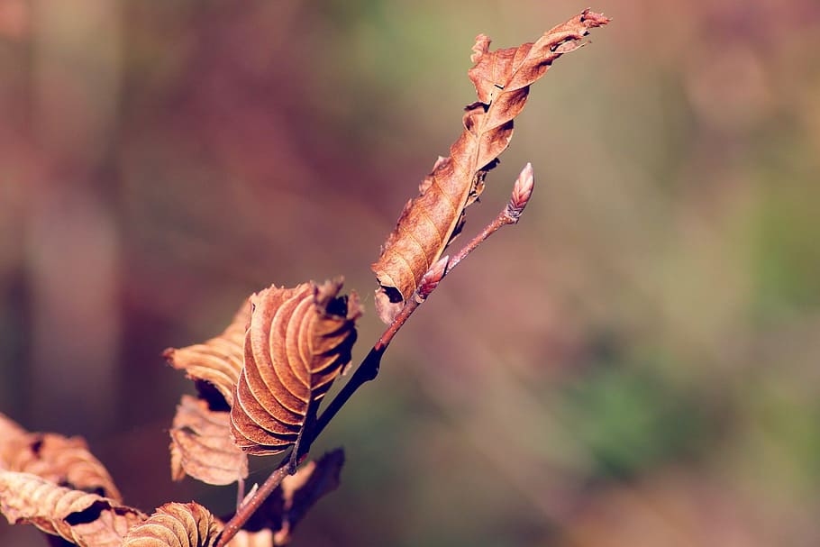 fall, leaves, tree leaf, brown, animal, close-up, nature, animal wildlife HD wallpaper