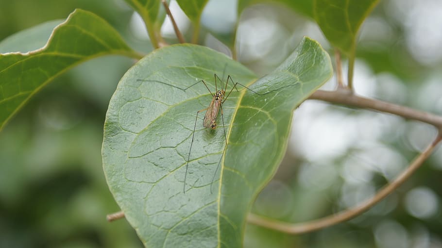 insects, nature, finlandia, quindio, colombia, plant part, leaf HD wallpaper