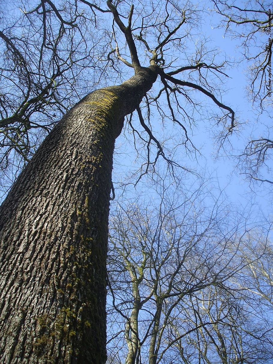 tree, sky, nature, blue, branches, trunk, fall, tree trunk HD wallpaper