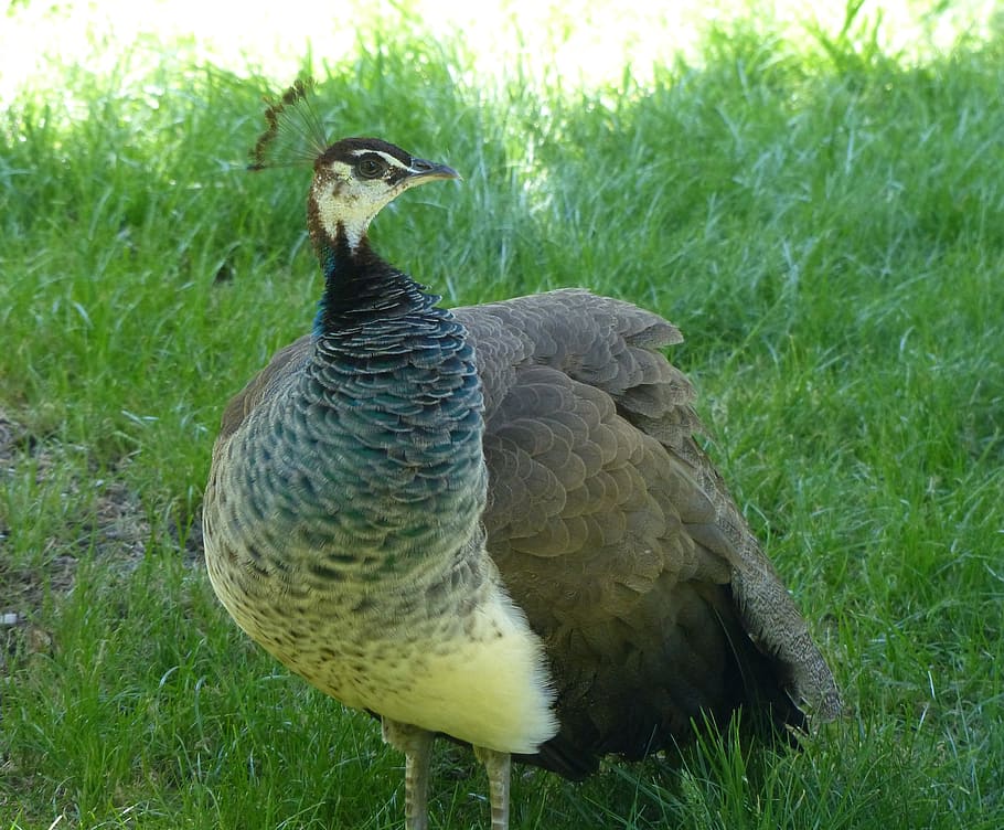 peacock hen, vigilant, pheasant-like, spring crown, unobtrusively, HD wallpaper