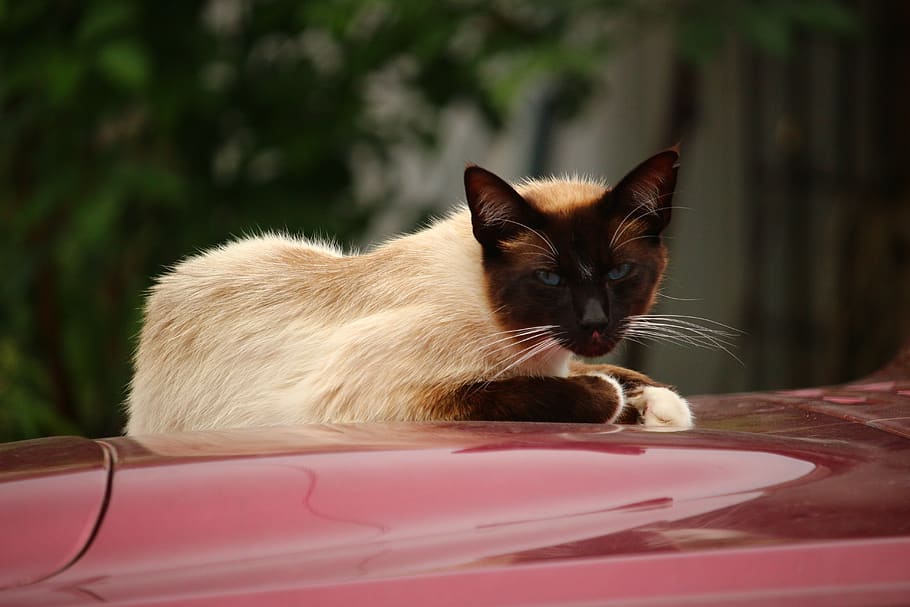 cat, mieze, kitten, breed cat, siamese cat, auto, pets, domestic HD wallpaper