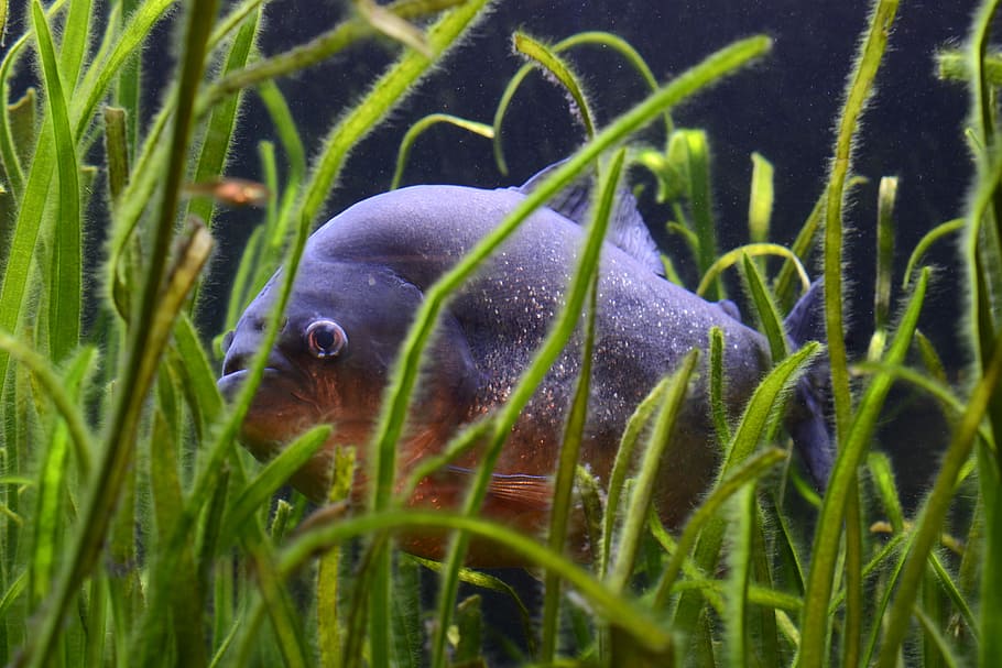 grey and orange fish in water with green grass, piranha, dangerous, HD wallpaper