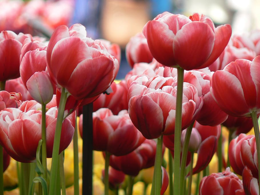 tulips, flowers, nature, garden, plant, spring, floral, red, HD wallpaper