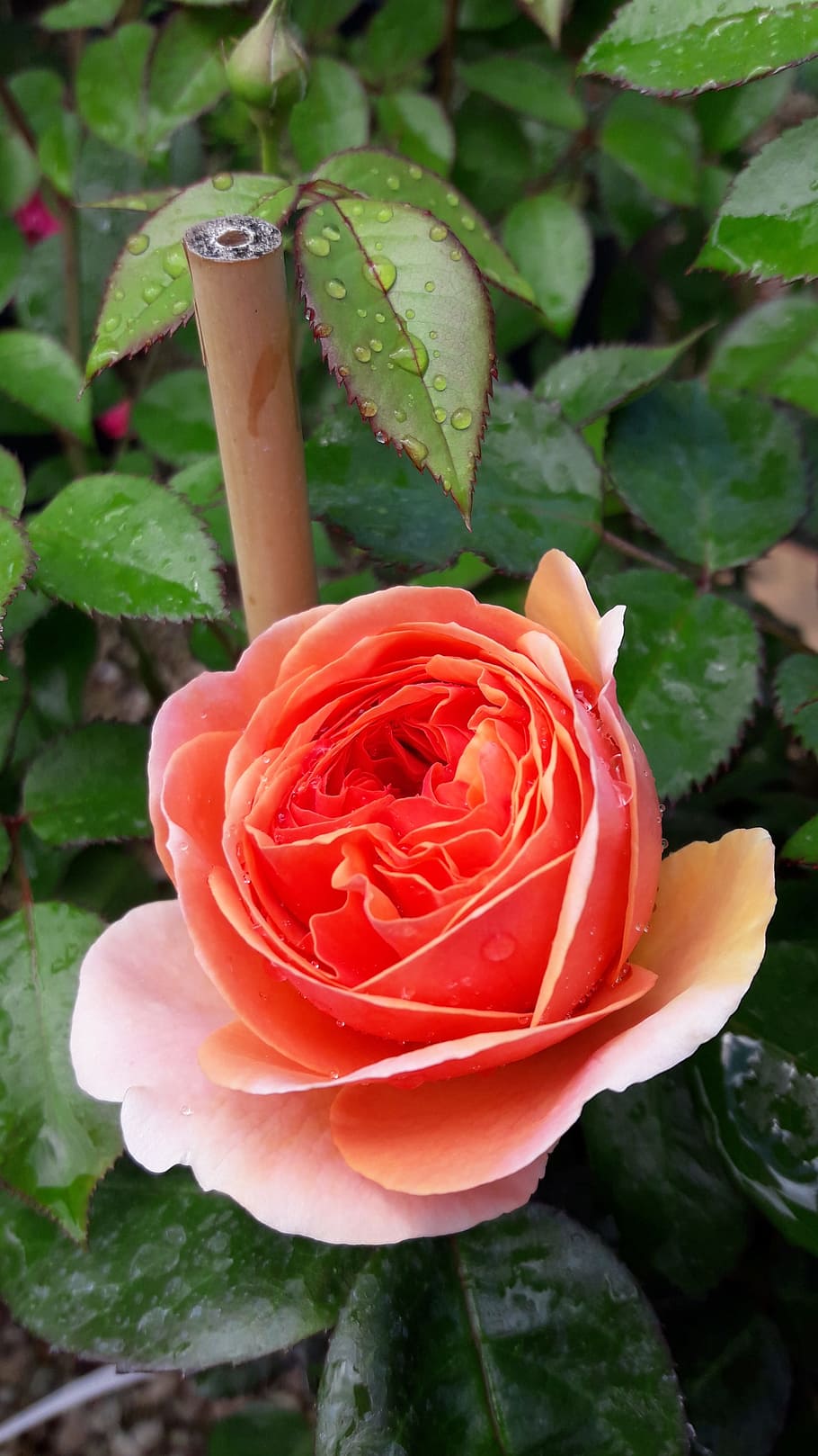 Bamboo, Macro, Public Record, rose, flower, rose - Flower, nature HD wallpaper