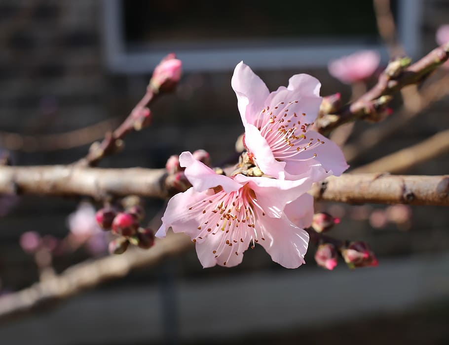 peach blossoms, spring, blooming, flowering plant, fragility HD wallpaper