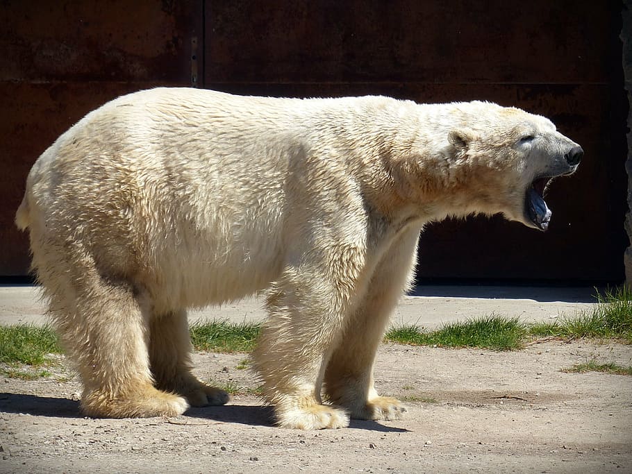 white polar bear, predator, fur, white bear, white fur, large HD wallpaper