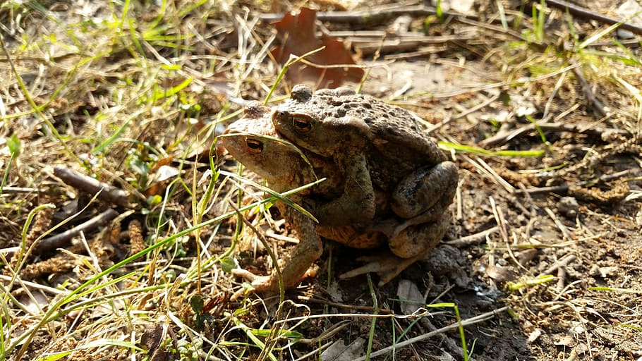 toad, amphibians, pairing, toad migration, animal, field, animal themes HD wallpaper