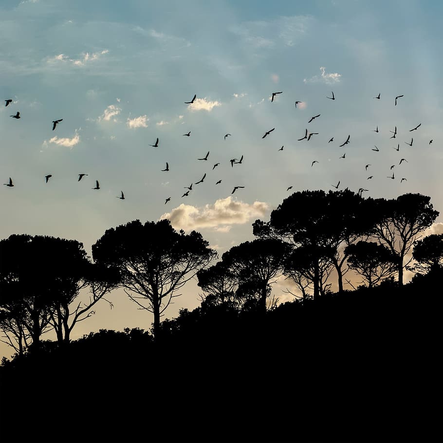 landscape, silhouette, sky, tree, sunset, plant, animal themes HD wallpaper