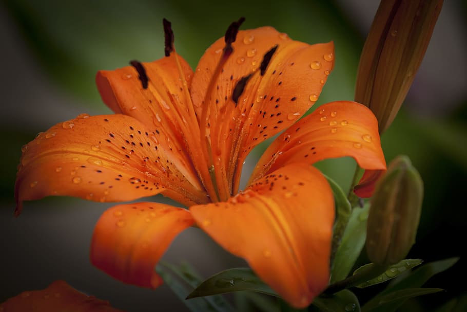 Lily, Plant, Orange, Flower, Flower, Garden, nature, spring, HD wallpaper